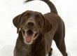 Happy Dog for Dental Cleaning