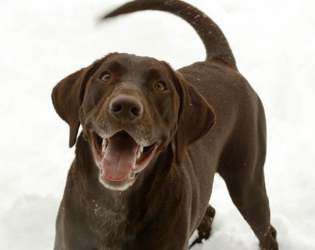Happy Dog for Dental Cleaning Happy Dog for Dental Cleaning