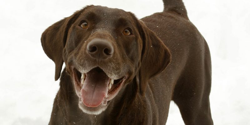 Happy Dog for Dental Cleaning Happy Dog for Dental Cleaning
