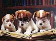 Dog Tips