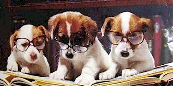 Dog Tips Dog Tips