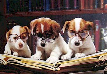 Dog Tips Dog Tips