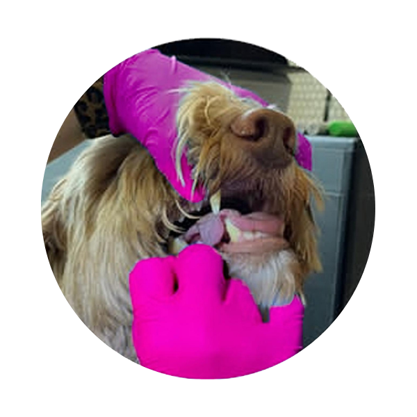 No Sedation Dog Teeth Cleaning Vancouver