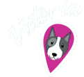 Vancouver Dog Teeth Cleaning - Sedation Free Clinic Victoria