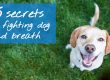 dog-bad-breath-five-secrets