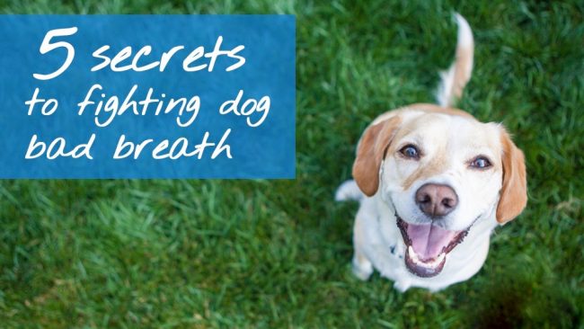 dog-bad-breath-five-secrets dog-bad-breath-five-secrets
