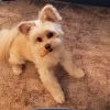 sedation free teeth cleaning review