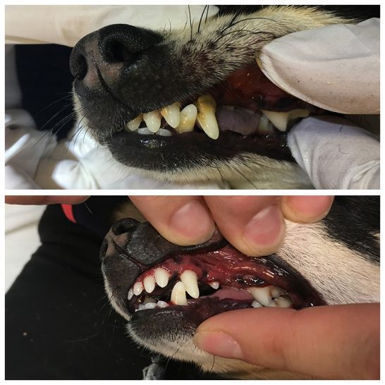 No Sedation Dog & Cat Teeth Cleaning No Recovery No Anesthesia