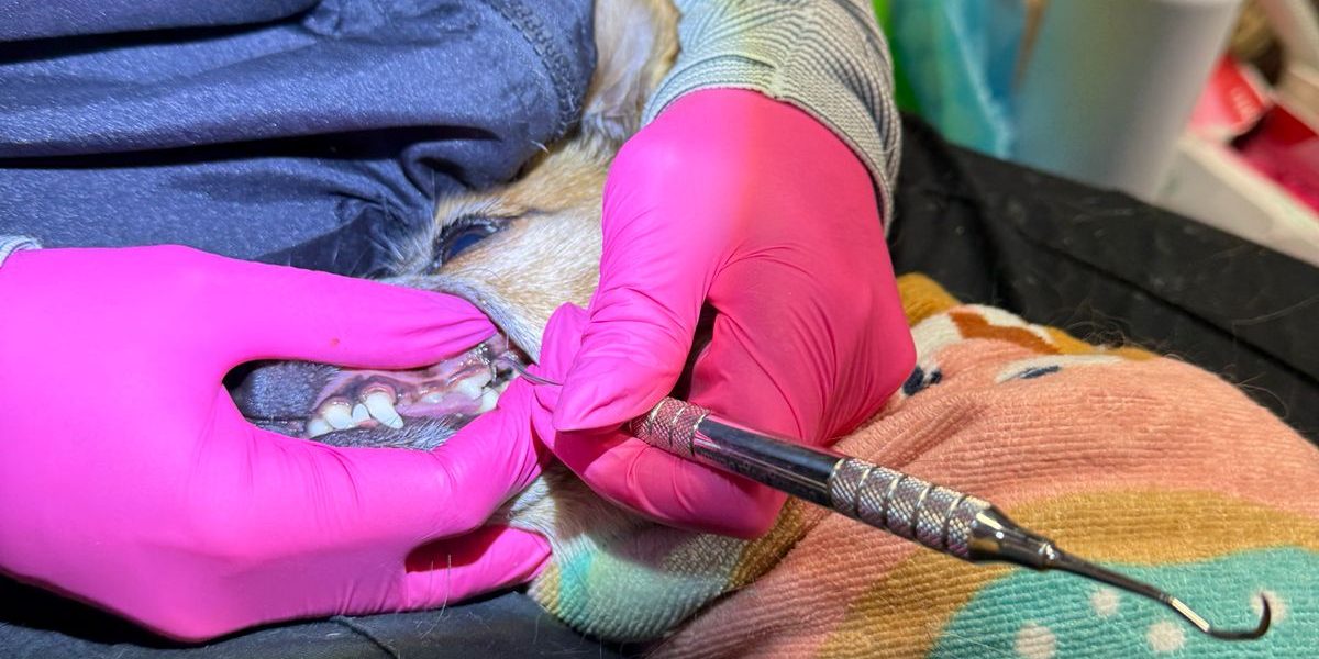 Dog teeth cleaning