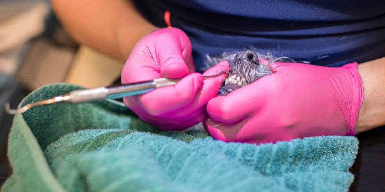 Dog teeth cleaning in vancouver