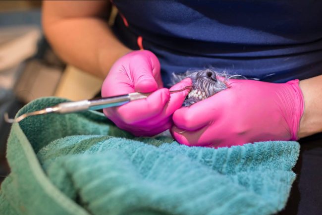 Dog teeth cleaning in vancouver