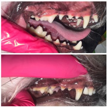 Before and After Dashing Dogs Dental