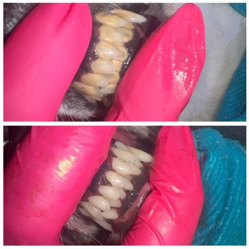Before and After Dog teeth cleaning- Dashing Dogs