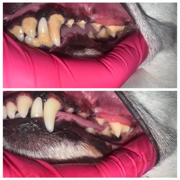 Before and After Dog teeth cleaning- dashingdogs