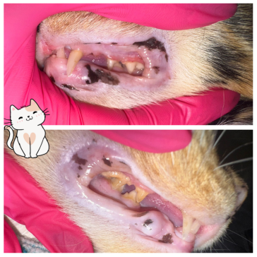 DAshing dawgs teeth cleaning for cats