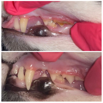 Dashing dawg teeth pet cleaning