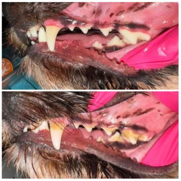 Dashing dogs dental cleaning for pets