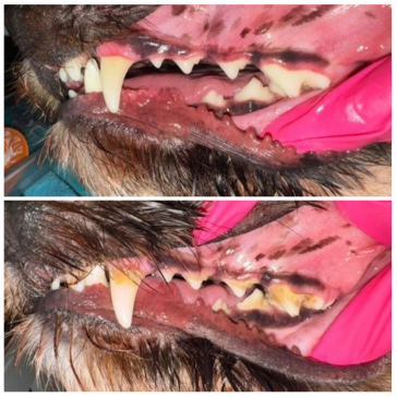 Dashing dogs dental cleaning for pets