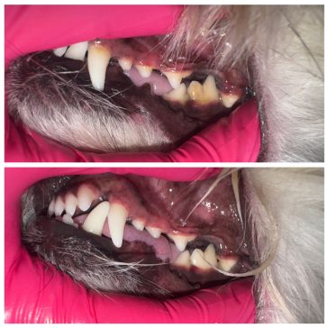 before and after pet teeth cleaning dashing dogs