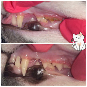 cat-teeth-cleaning dashing dogs