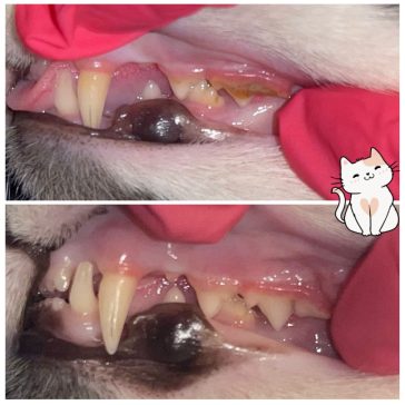 cat teeth cleaning