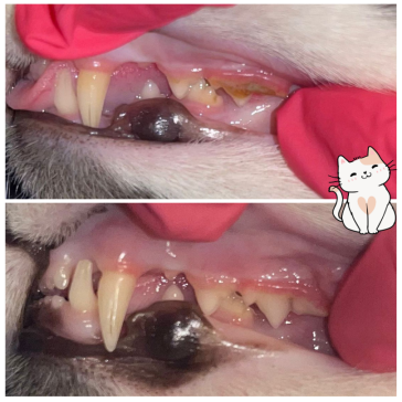 cat-teeth-cleaning dashing dogs