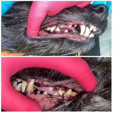 dashing-dogs-dental_before-after teeth cleaning vancouver