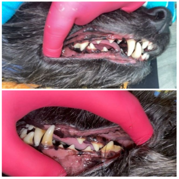 dashing dogs dental_before after teeth cleaning vancouver