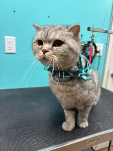 dashingdogsdental how to clean cat teeth