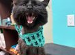 How to Brush Your Cat's Teeth