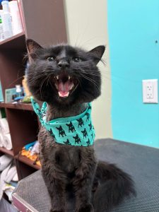 How to Brush Your Cat's Teeth