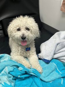 Choosing the right dog breed for your family