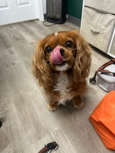 Choosing the right dog breed for your family