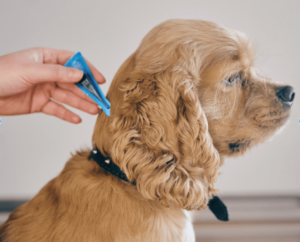 dashingdogsdental Flea Prevention for Dogs