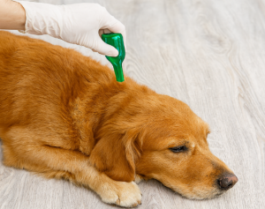 dashingdogsdental Flea Prevention for Dogs