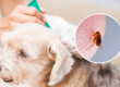 Dashing Dawgs Flea Prevention for Dogs
