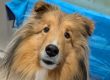 How To Care Senior Dog Dashing Dogs Dental