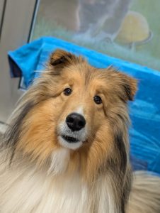 Dashing Dogs Dental Senior Dog