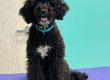 Choosing the right dog breed for your family