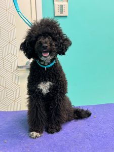 Choosing the right dog breed for your family