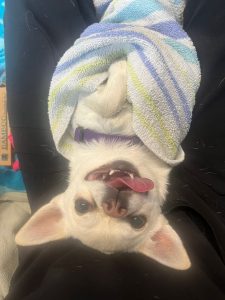 Dashing Dogs Dental Pet Allergies