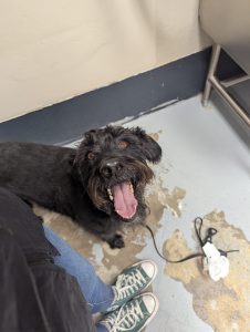 Pet Allergies