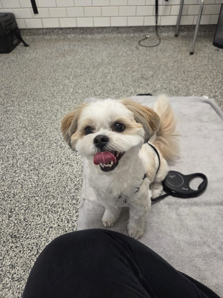 dog teeth cleaning near me