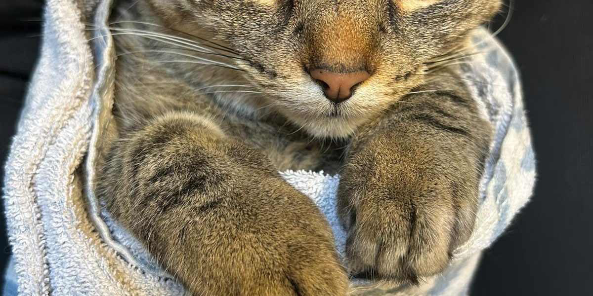 Cat teeth cleaning in vancouver dashing dogs dental