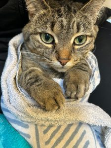 Cat teeth cleaning in vancouver dashing dogs dental