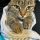 Cat teeth cleaning in vancouver dashing dogs dental
