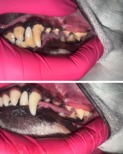 before and After Dog Teeth Cleaning