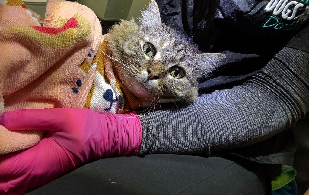 Dashing Dogs Dental Pet Teeth Cleaning