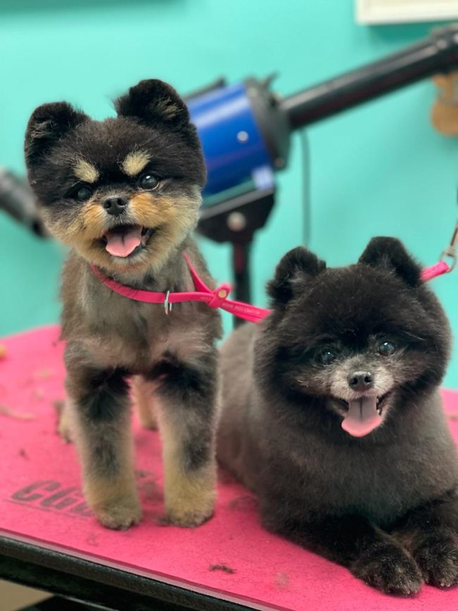 dog teeth cleaning in vancouver