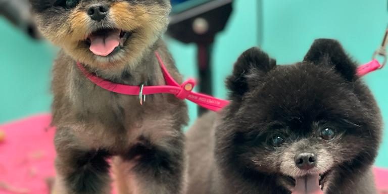 dog teeth cleaning in vancouver